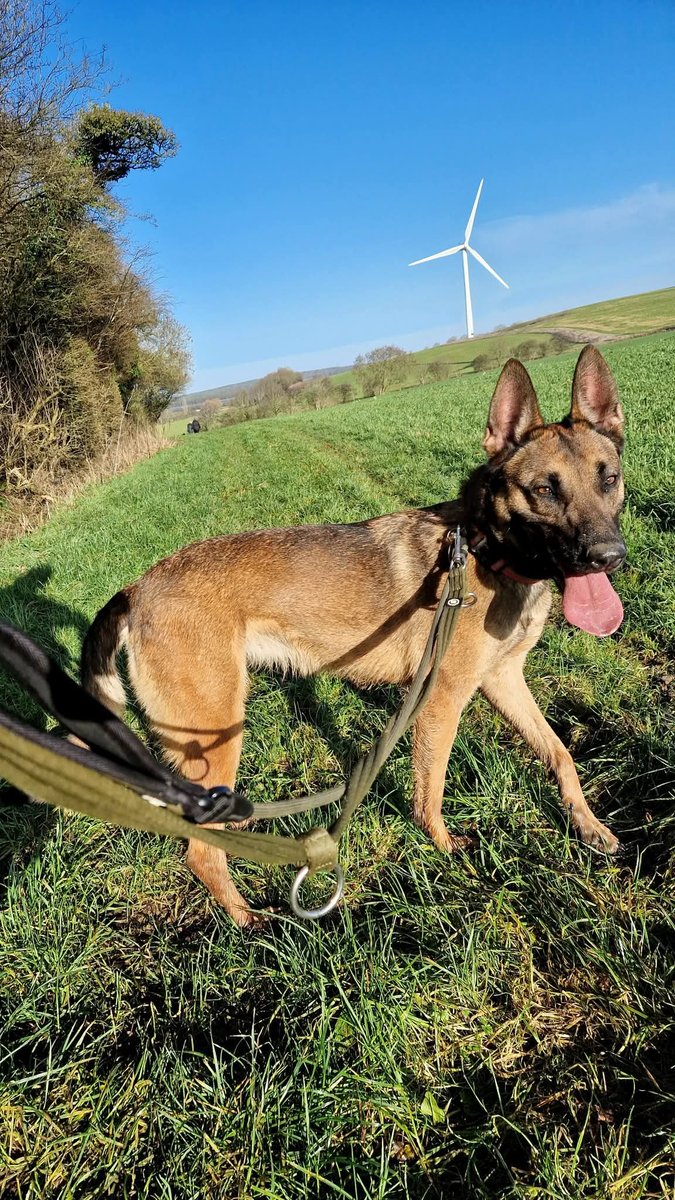 German Shepherd Rescue Elite ( GSRE ) tweet media