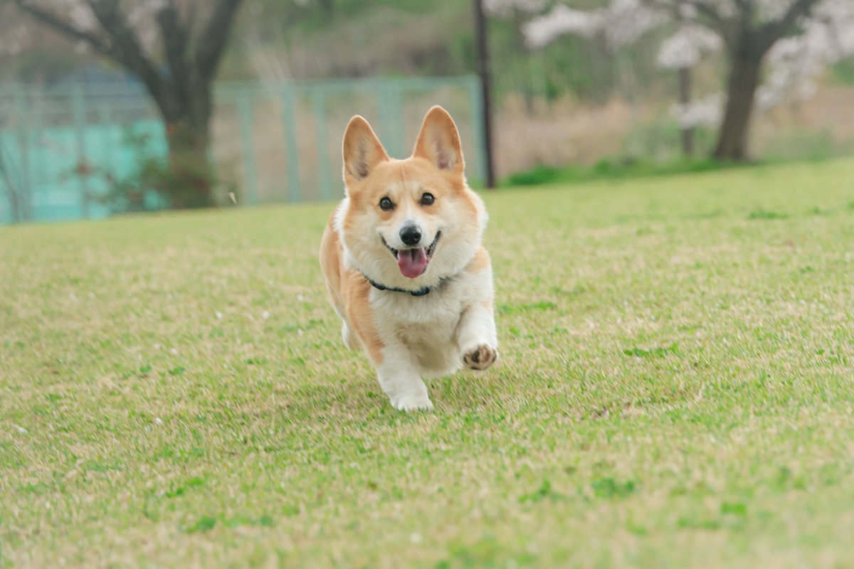 okoge_cogi's tweet image. ♫
#コーギー #corgi