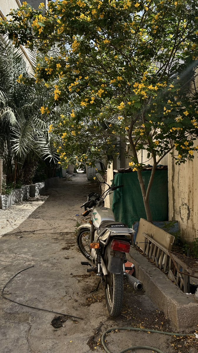 زينو tweet media