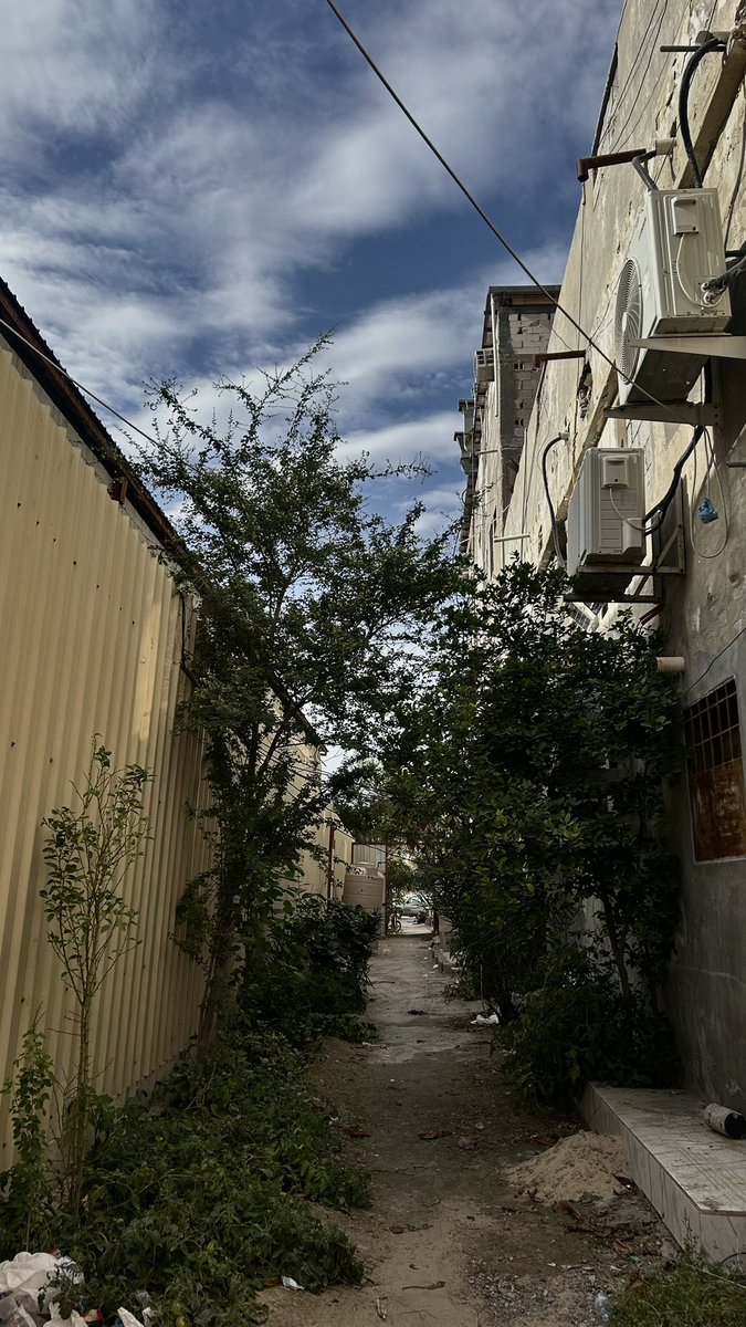 زينو tweet media