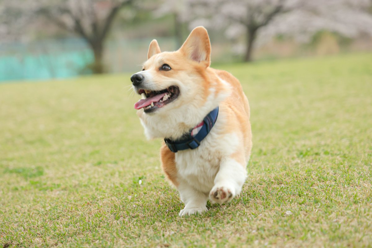 okoge_cogi's tweet image. ♫
#コーギー #corgi
