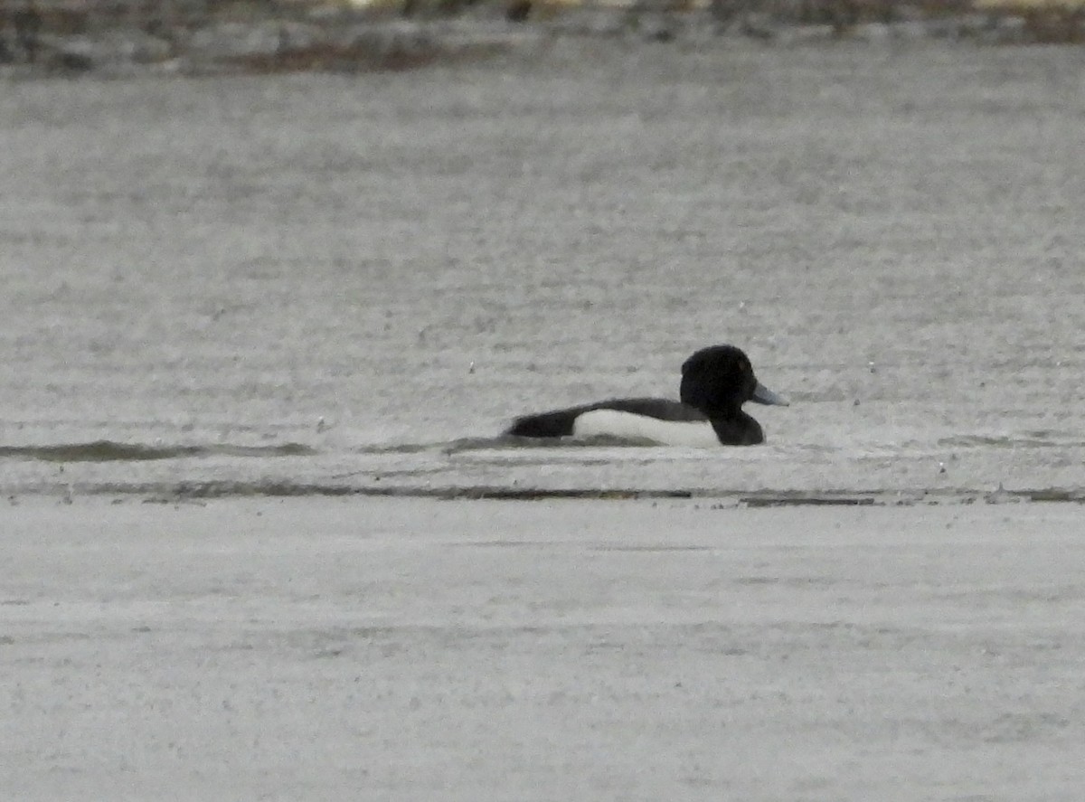 Rare Bird Alert tweet media