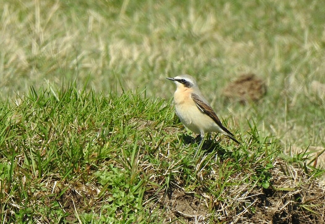 martingreenish4's tweet photo. Three Wheatear at Edge Nature Reserve this morning. With @chelle36964383 #GlosBirds https://t.co/lyGrTWIAcY