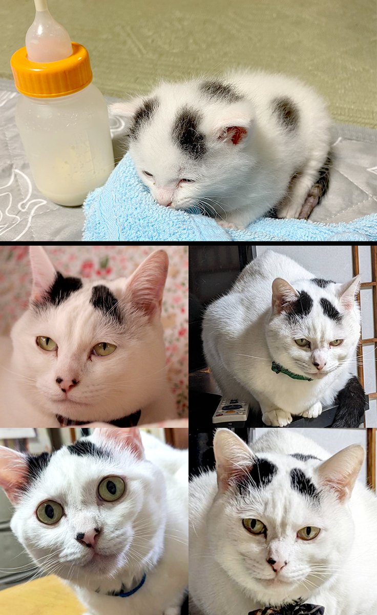 America_Amazon's tweet photo. 子猫を飼い始めた友人が「マジで天使！」と浮かれていたので「その天使、すぐにこうなるぞ」と写真を見せたら、発狂した。 https://t.co/yI4qNjUa5x