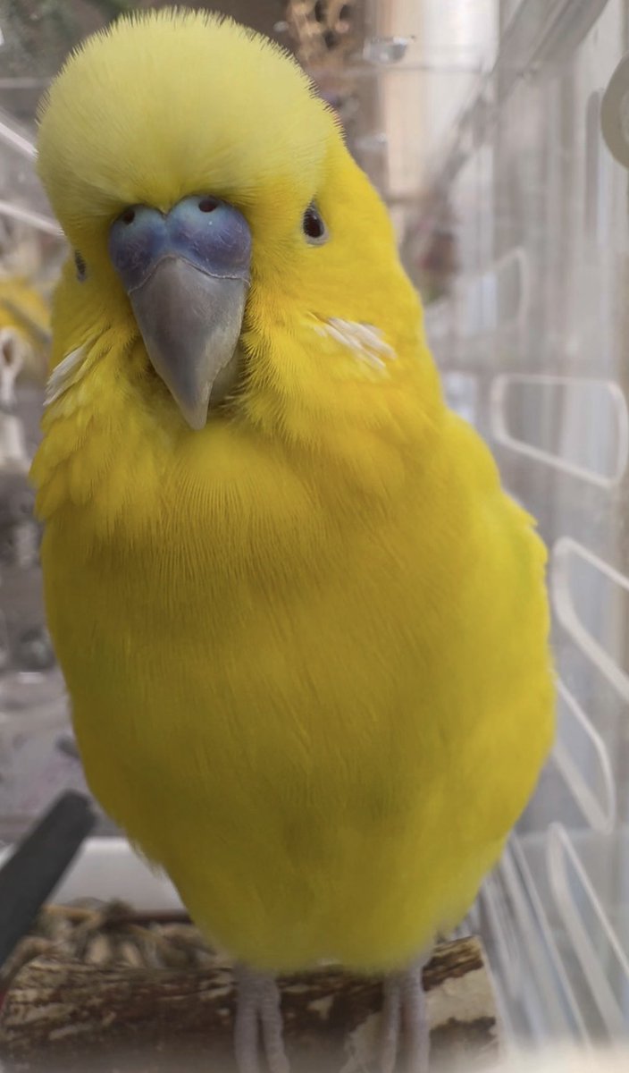 yochiko𓅱インコマスターさとみ✌🏻 tweet media