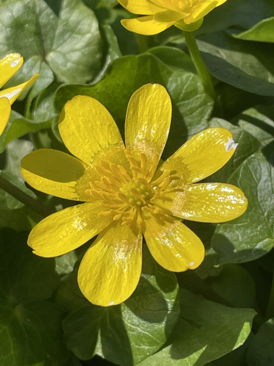 shypixie76's tweet image. The beauty of lesser celandine 🥰 I love their bright shiny yellow petals which look amazing in the spring sunshine ☀️ 
#LesserCelandine #Spring 
#FlowerPhotography