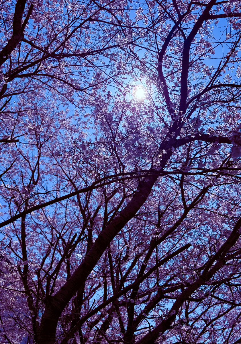 ぴーちゅん tweet media