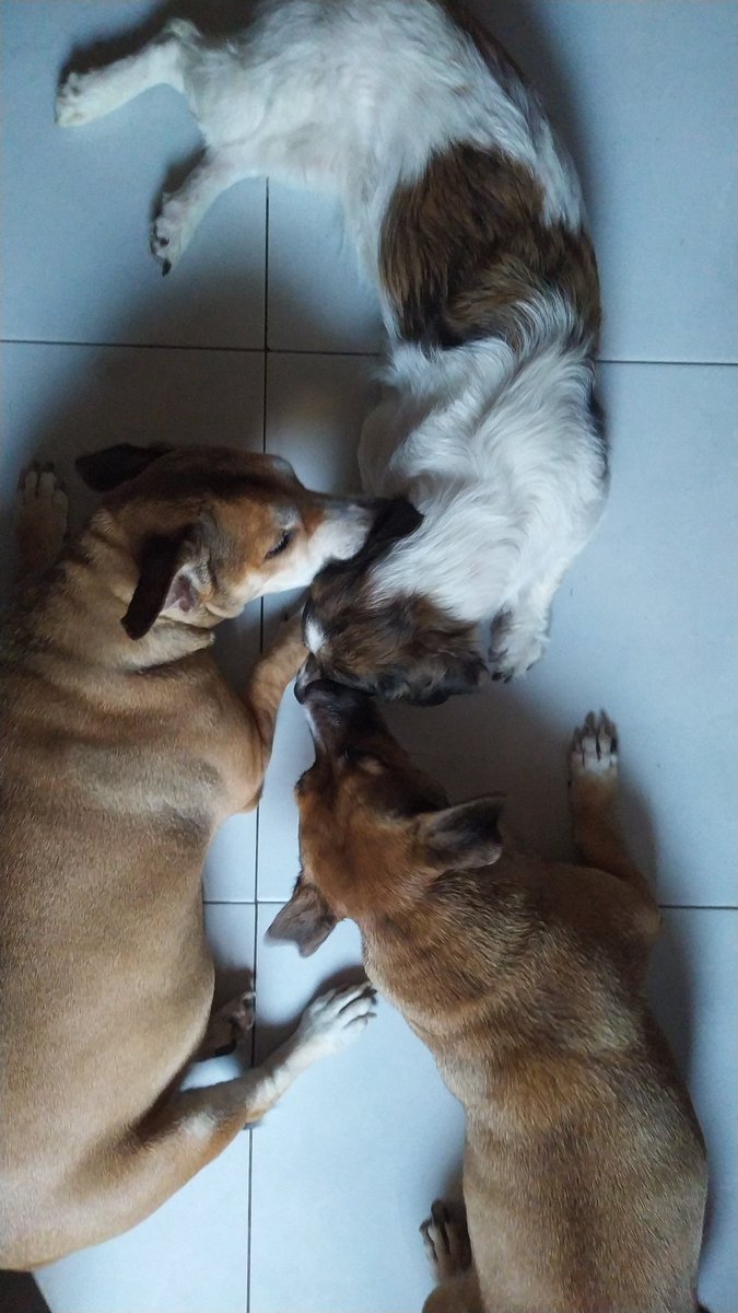 pptte_e's tweet photo. @prinkasusa Some passed away 2 days ago 💔
Some are pregnant, and some are just chilling and enjoying their senior years. https://t.co/V6jwy2PONB