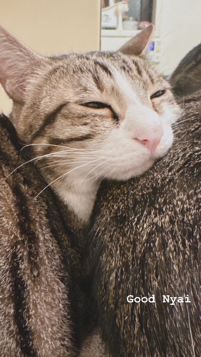 お江戸のゾンビィいちかわ(ゾンサガはいいぞー⭐️) tweet media