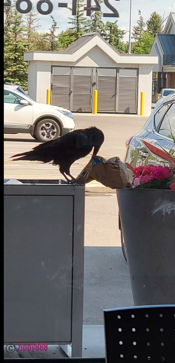 zzippy888's tweet image. Tuesday, 7th April

Today's Daily Picture Theme is 'Determination'

#DailyPictureTheme 

#Crow's great #determination to find something to eat