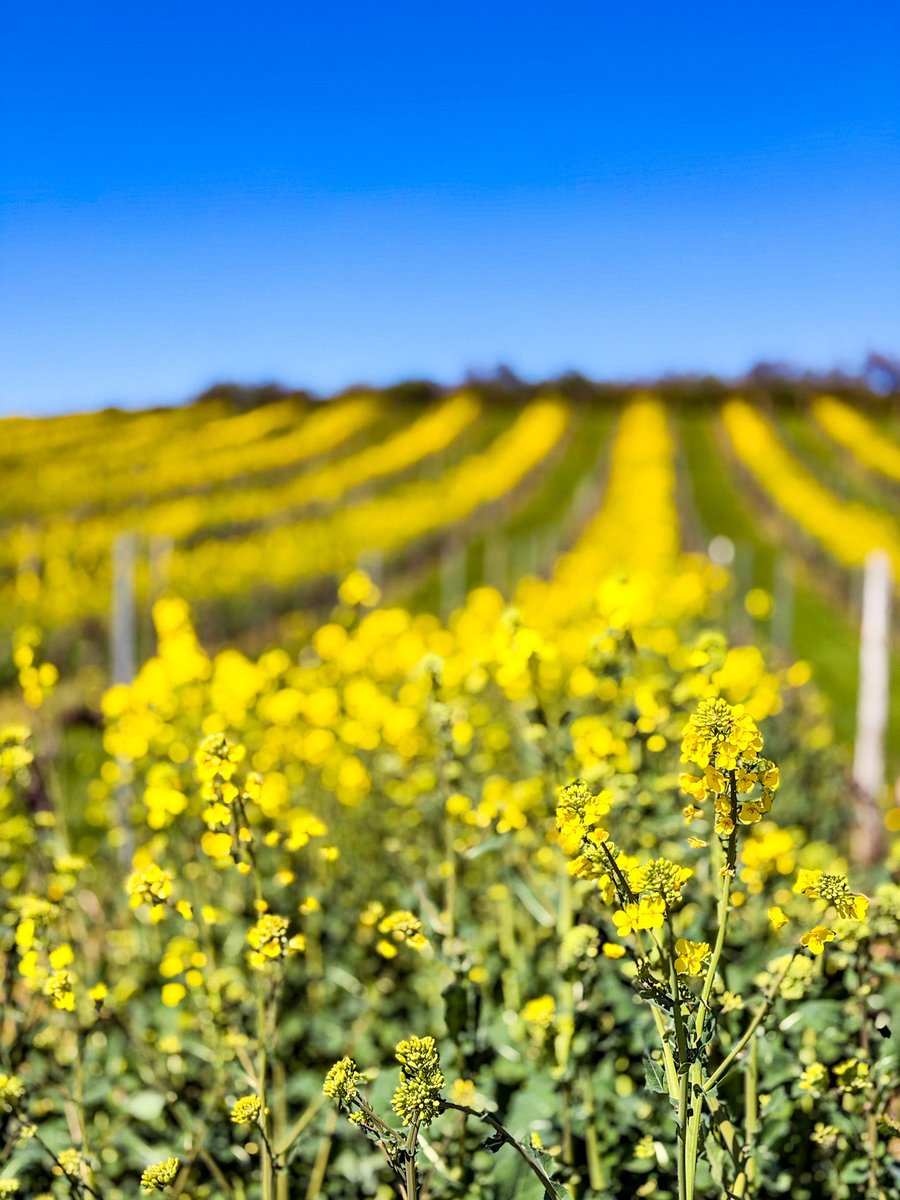 ドイツ発🇩🇪街歩きガイドKeiko tweet media