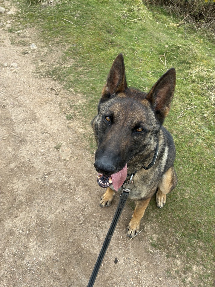 German Shepherd Rescue Elite ( GSRE ) tweet media