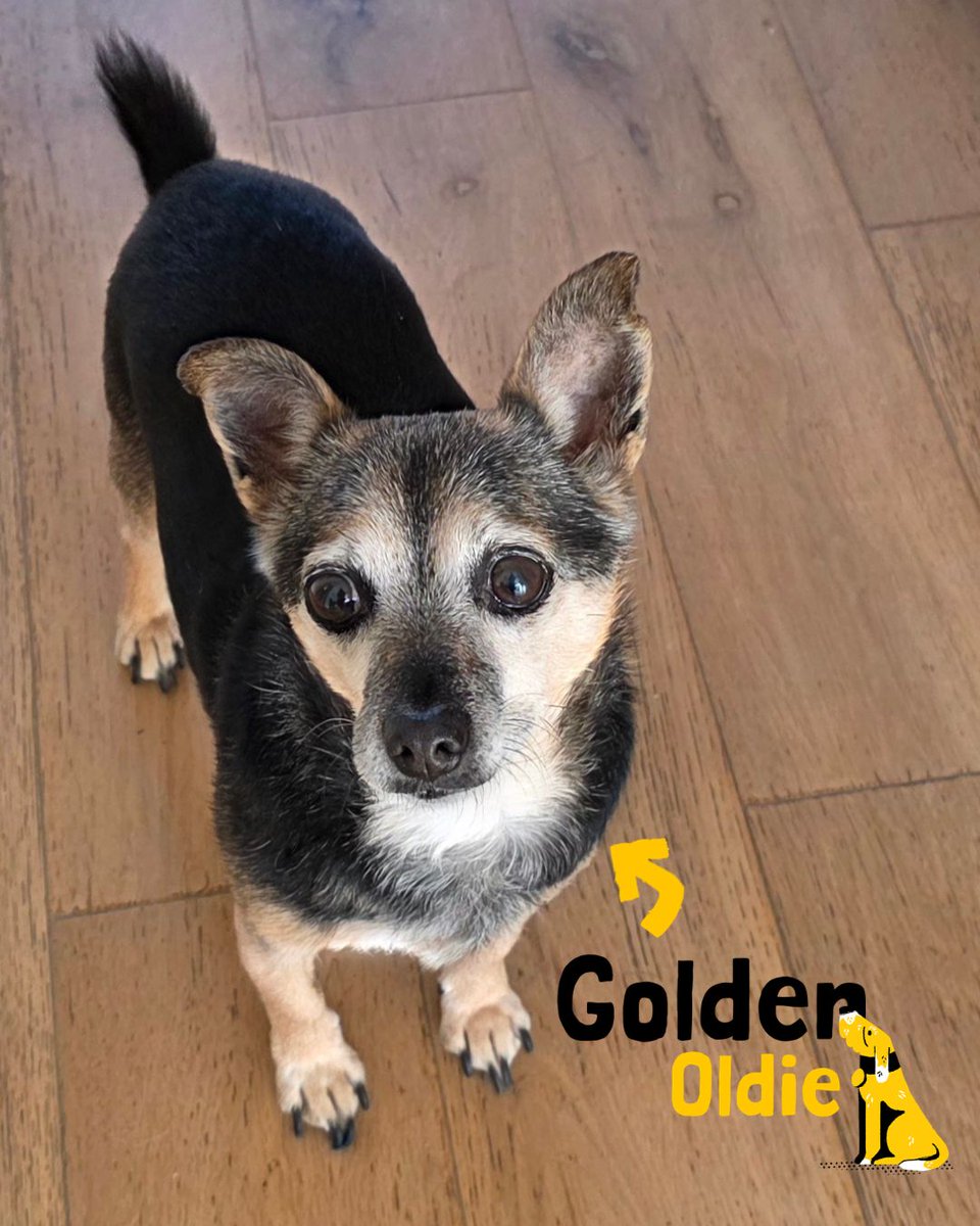 Dogs Trust Newbury tweet media