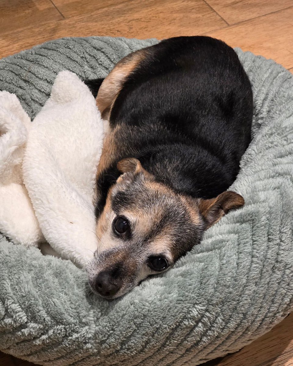 Dogs Trust Newbury tweet media