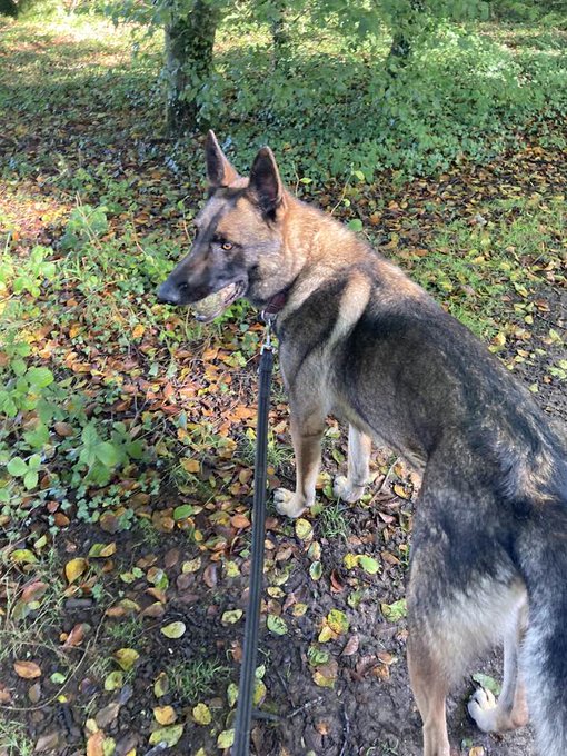 German Shepherd Rescue Elite ( GSRE ) tweet media