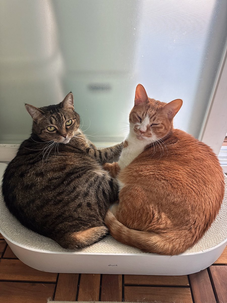 Lazymind tweet media