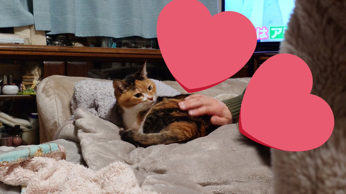 ぽむ👾@愛猫投稿bot tweet media