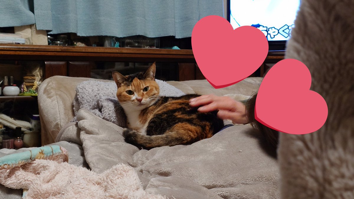 ぽむ👾@愛猫投稿bot tweet media