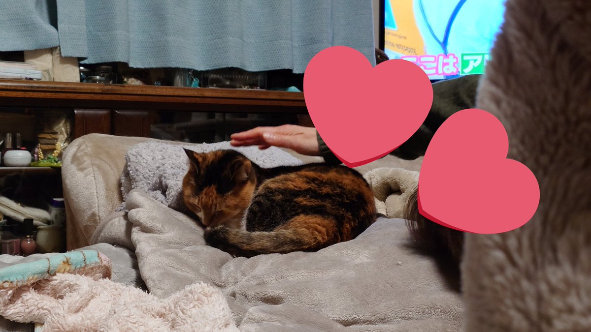 ぽむ👾@愛猫投稿bot tweet media