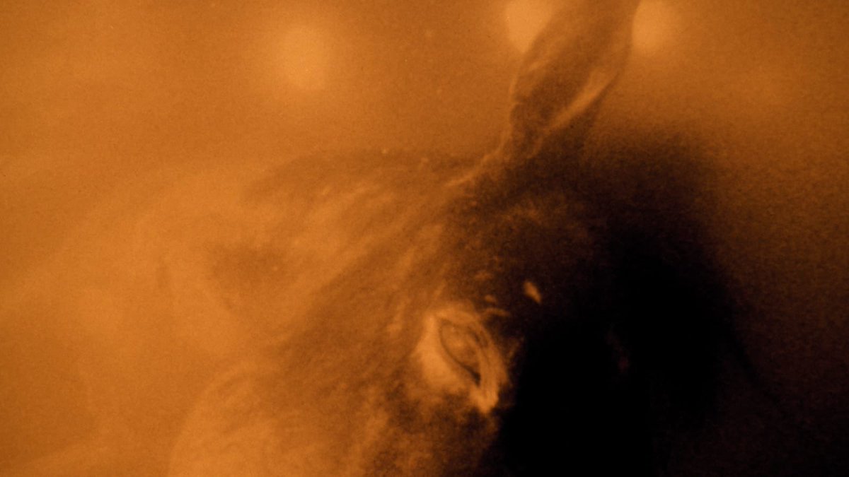 manguzzzz's tweet photo. The element of crime (1984), Lars Von Trier https://t.co/K9QNtRM6Ct