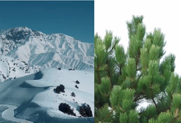 Critica Climatica Alias Fortunato Nardelli tweet media