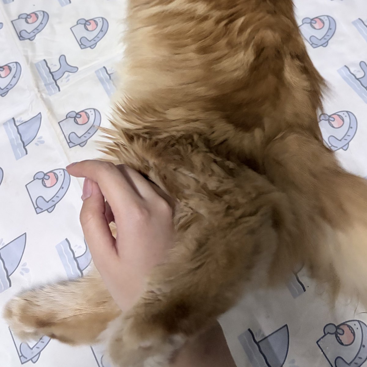 itoshi mordor tweet media