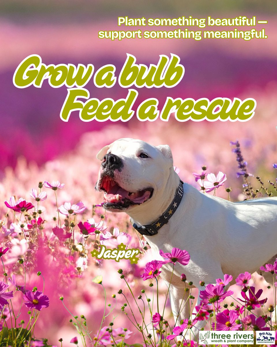 Pets Alive tweet media