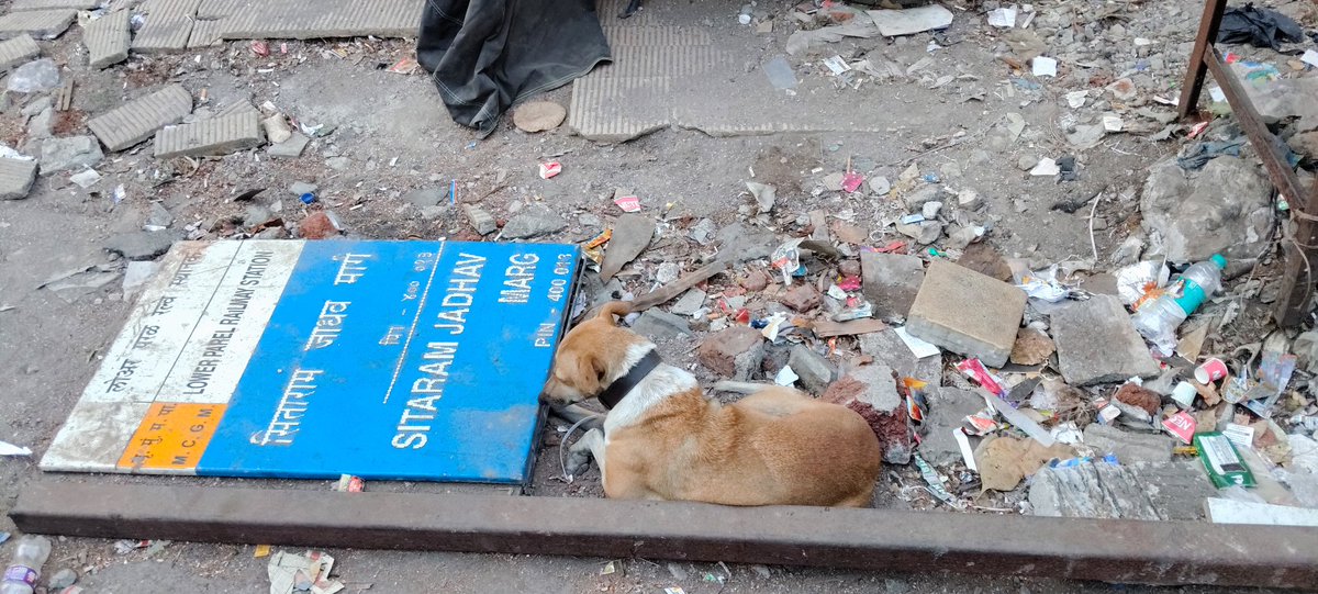 RahulJa30901041's tweet photo. @mybmcWardGS @mybmc लोअर परळ रेल्वे स्टेशन समोर असणाऱ्या सीताराम जाधव मार्गाचा फलक हा काढून तो रस्त्याच्याशेजारी पडलेल्या अवस्थेत आहे तरी आपण या संदर्भात दखल घेऊन तत्काळ फलक दुरुस्त करून लावावा @misunilshinde @MumbaiPolice @GavankarDattu @AUThackeray @CMOMaharashtra @abpmajhatv https://t.co/bgjjlACD22