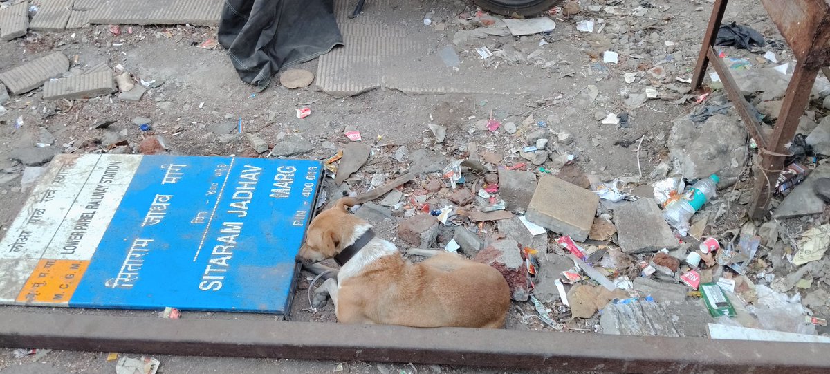RahulJa30901041's tweet photo. @mybmcWardGS @mybmc लोअर परळ रेल्वे स्टेशन समोर असणाऱ्या सीताराम जाधव मार्गाचा फलक हा काढून तो रस्त्याच्याशेजारी पडलेल्या अवस्थेत आहे तरी आपण या संदर्भात दखल घेऊन तत्काळ फलक दुरुस्त करून लावावा @misunilshinde @MumbaiPolice @GavankarDattu @AUThackeray @CMOMaharashtra @abpmajhatv https://t.co/bgjjlACD22