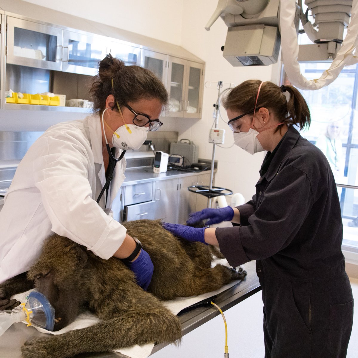 TheTorontoZoo's tweet image. On this World Health Day, we’re standing #TogetherForHealth and standing with science 🔬🧫  

We are proud to be building a healthier future for all. 

Learn how science gives us the tools to act, adapt, and make a difference everyday. bit.ly/4cdePcK #ScienceMatters