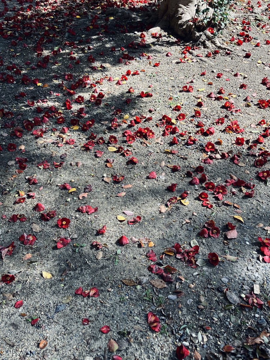 中田 絢子 🥳 nakata junko tweet media