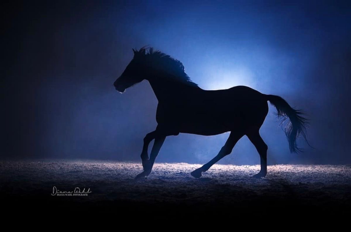 Trey Haas tweet media