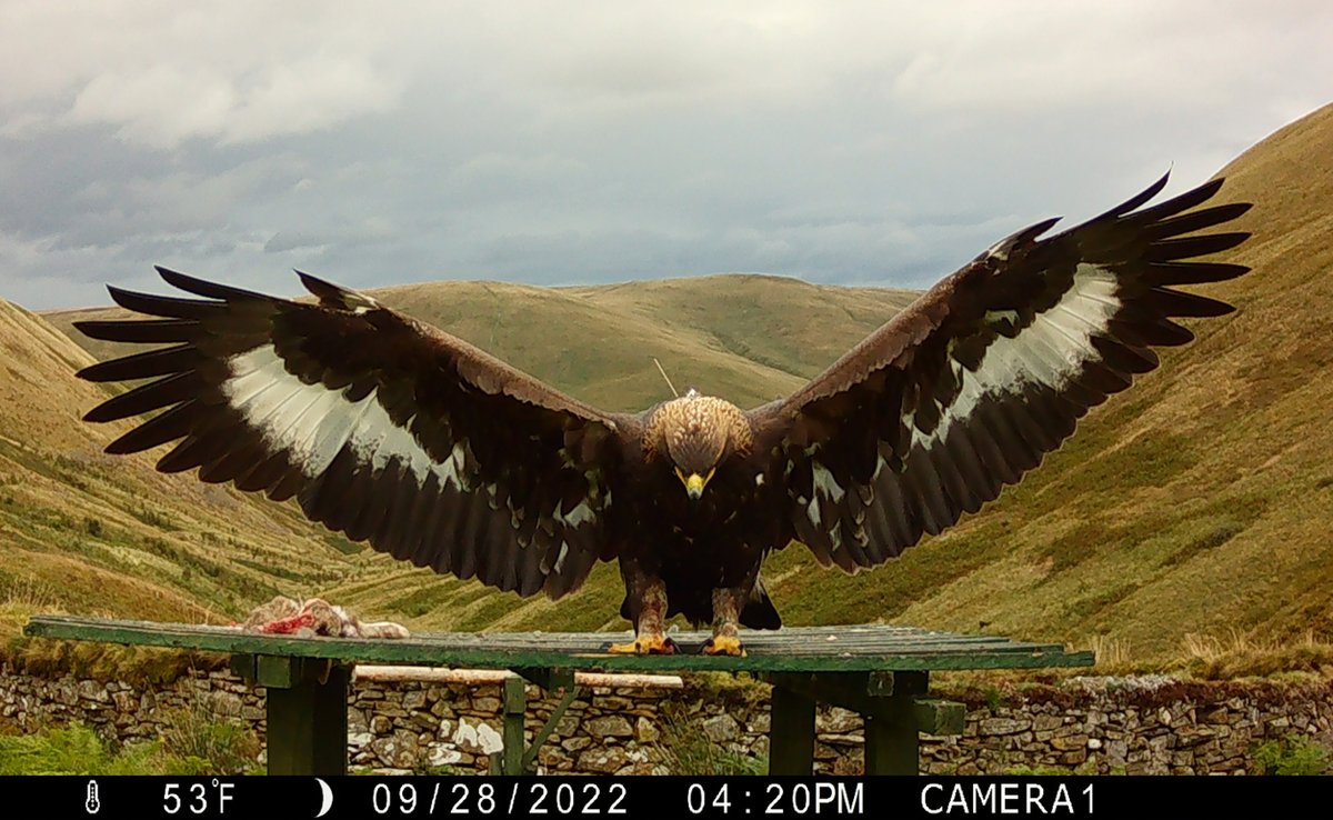 RaptorPersUK's tweet photo. Good news! Raeshaw Estate in the Scottish Borders loses appeal against 3-yr General Licence restriction in relation to Golden Eagle 'Merrick' being shot &amp; killed.

New blog ⬇️

https://t.co/VlUVymb2X1 https://t.co/ziUDOs1SND