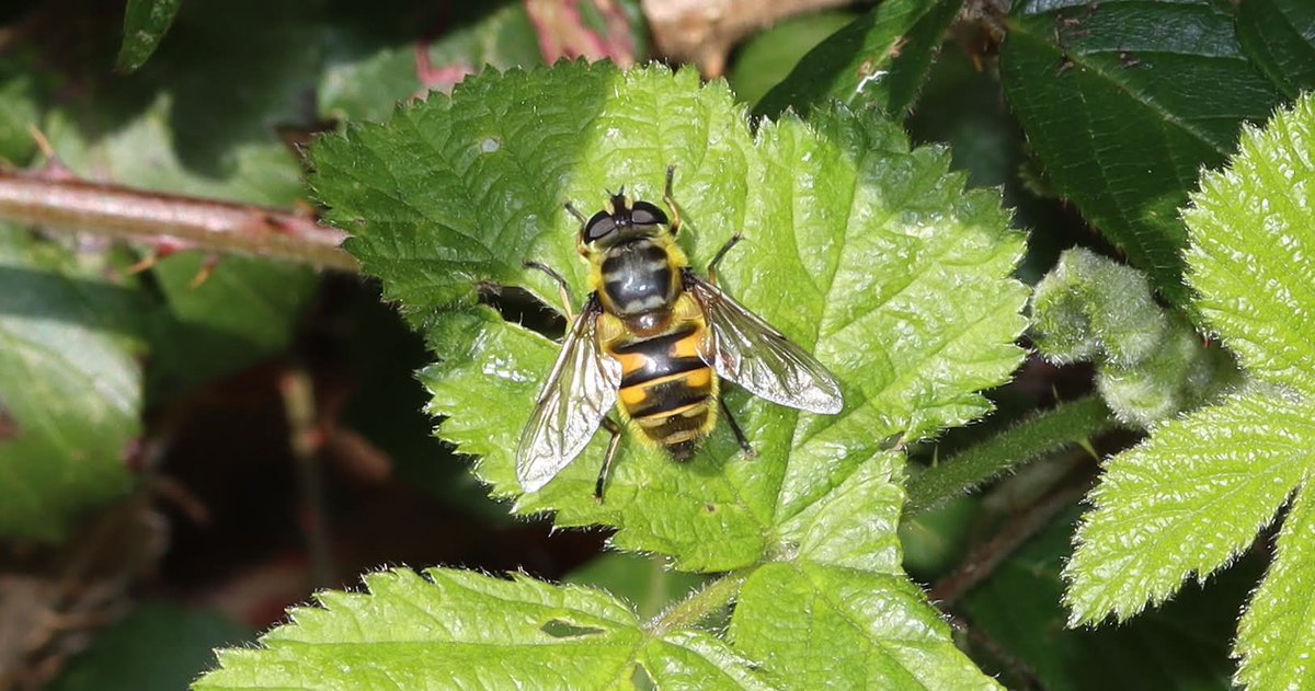Friends of Wildern Local Nature Reserve tweet media