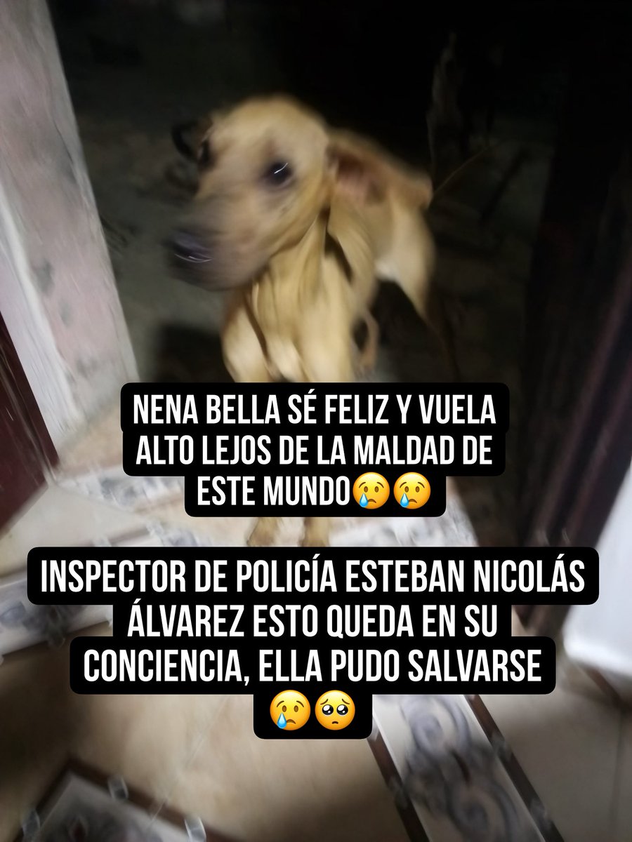 Asociacion de Protección Animal Mi Mejor Amigo tweet media