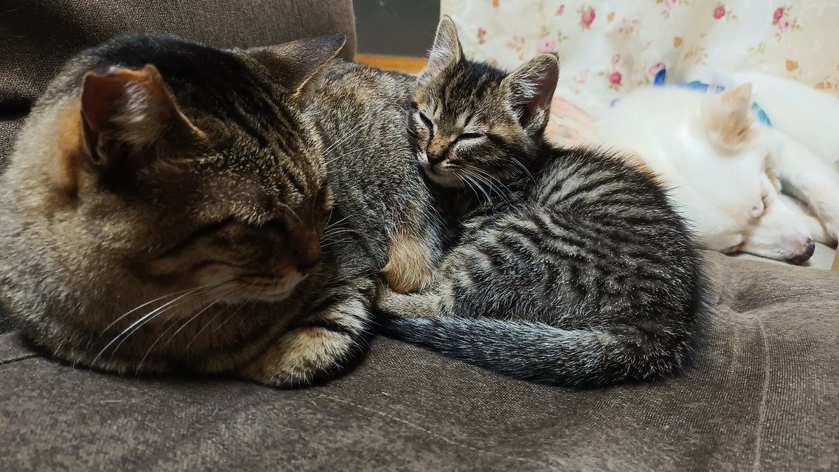 hiro_LC@北海道移住完了 tweet media