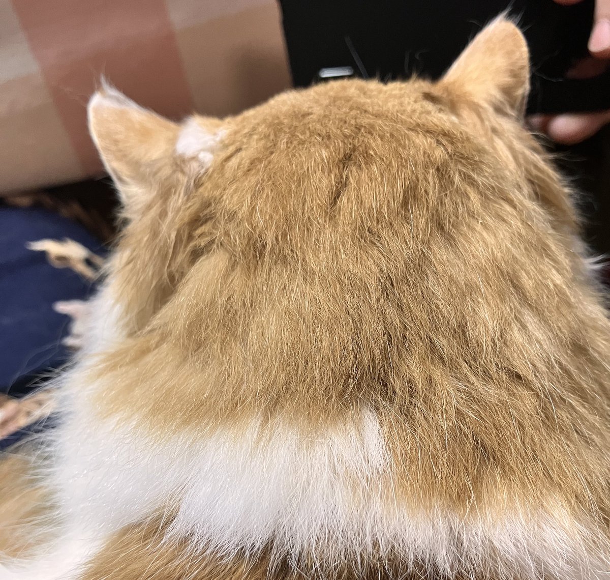 タンタン tweet media