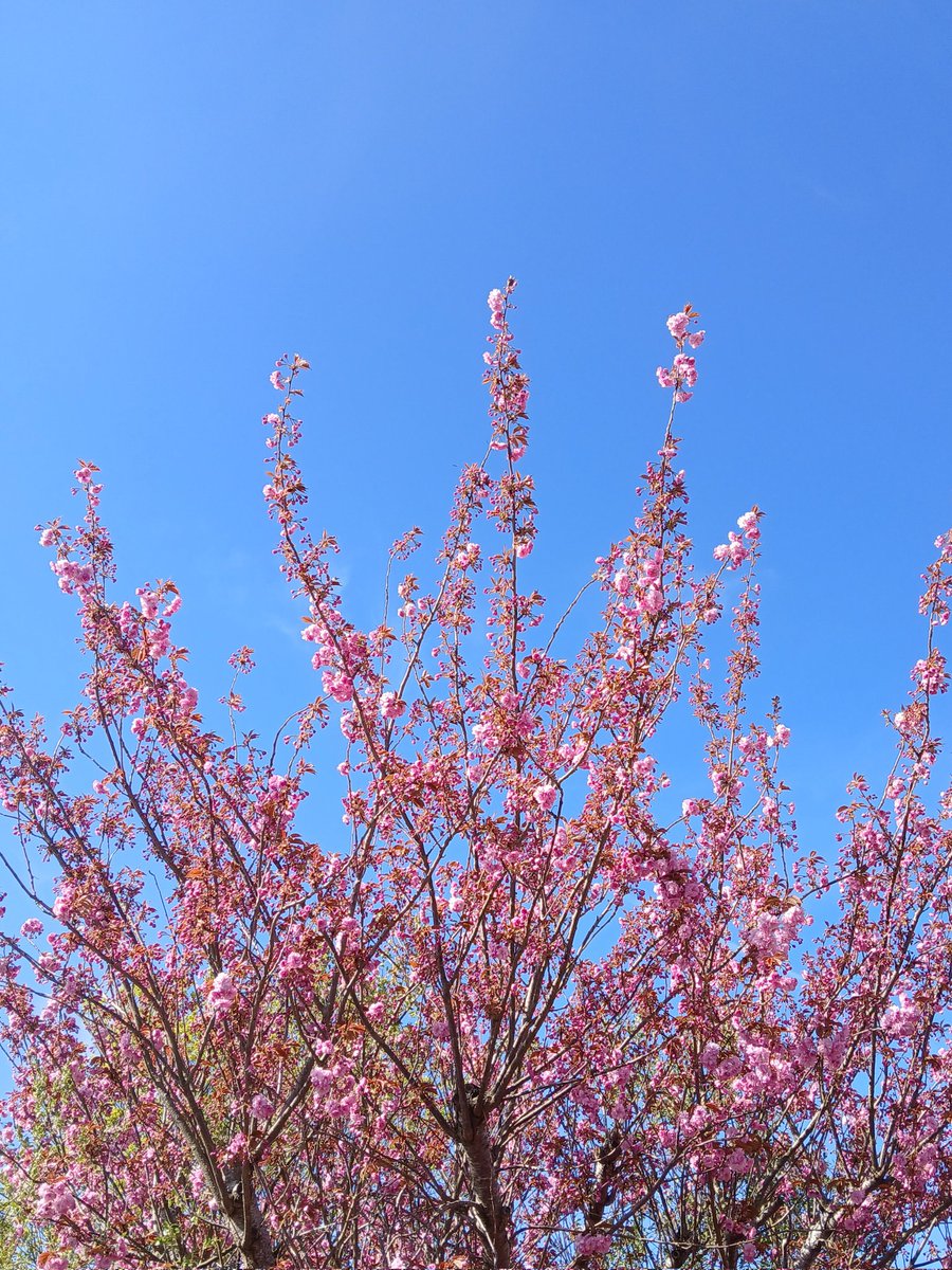 clairywairy88's tweet image. What a beautiful day! ☀️ 20 degrees in sunny #Gloucestershire Love seeing the blossom trees in flower. 🌸 Brings to mind my favourite #Air song #CherryBlossomGirl Enjoy!x 🌸 youtu.be/ZBVK7Z9AyNM?si…