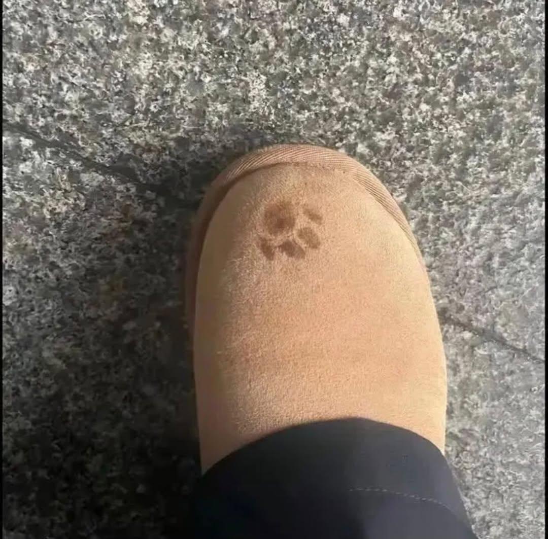 The Pets 𝕏 tweet media