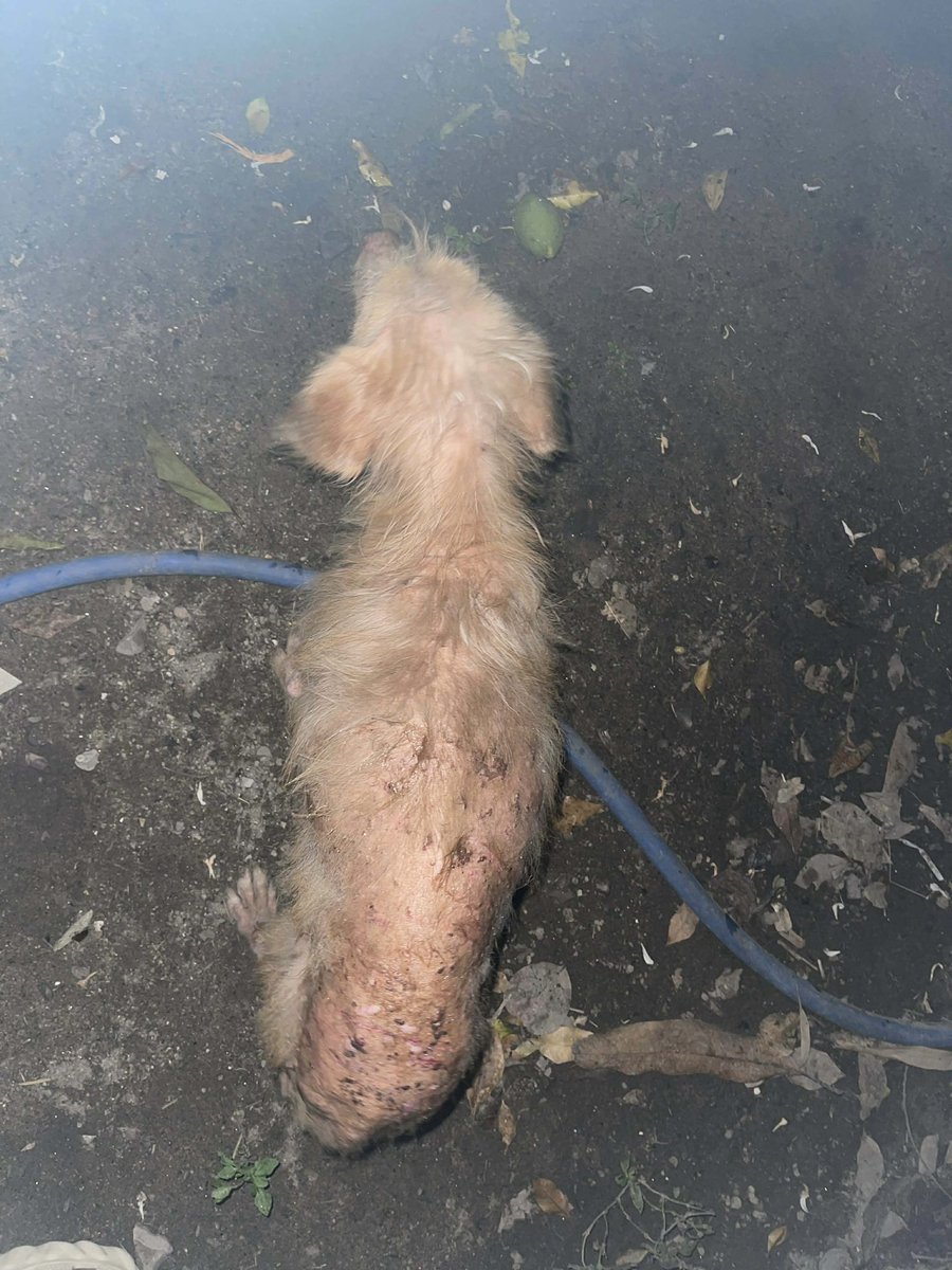 Niall Harbison tweet media