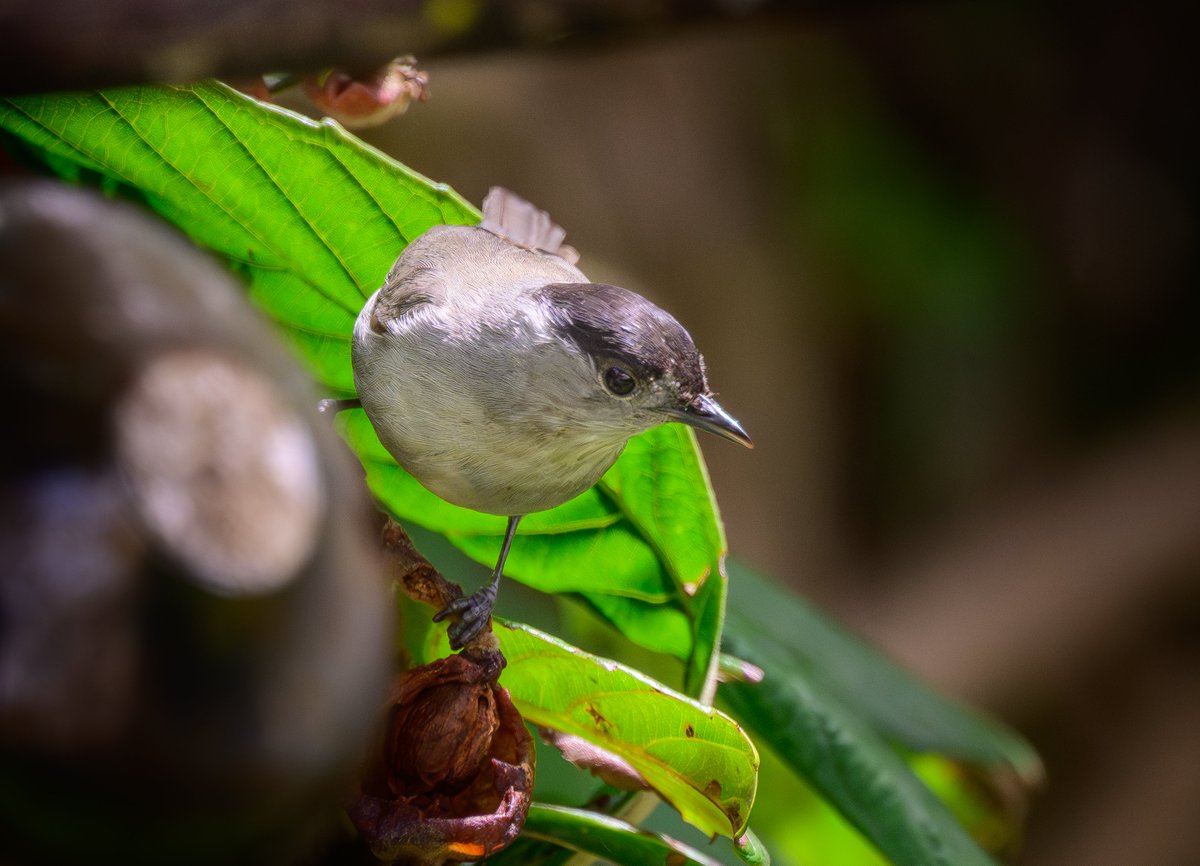 David Parody 🇬🇮 tweet media