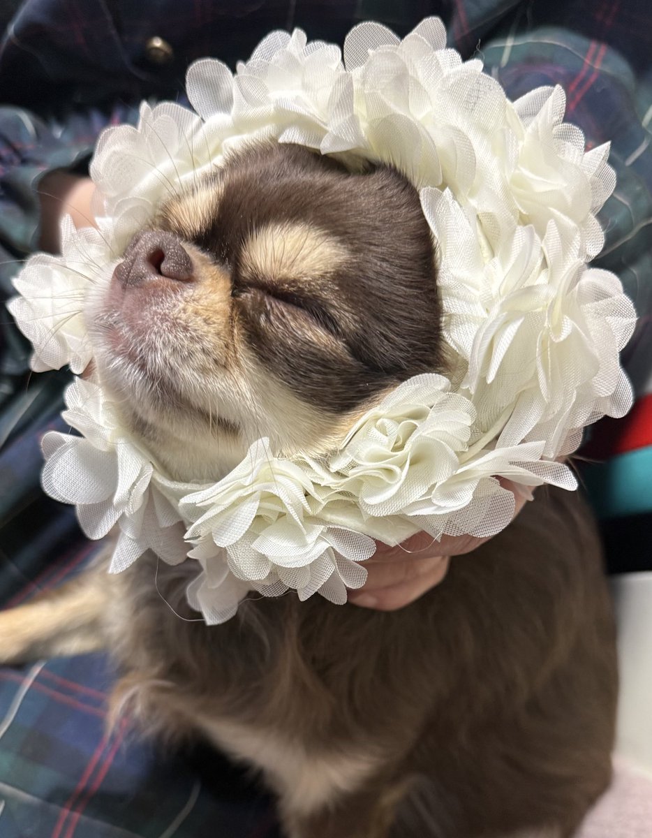 えびなりみる🦐💚C107両日サークル tweet media