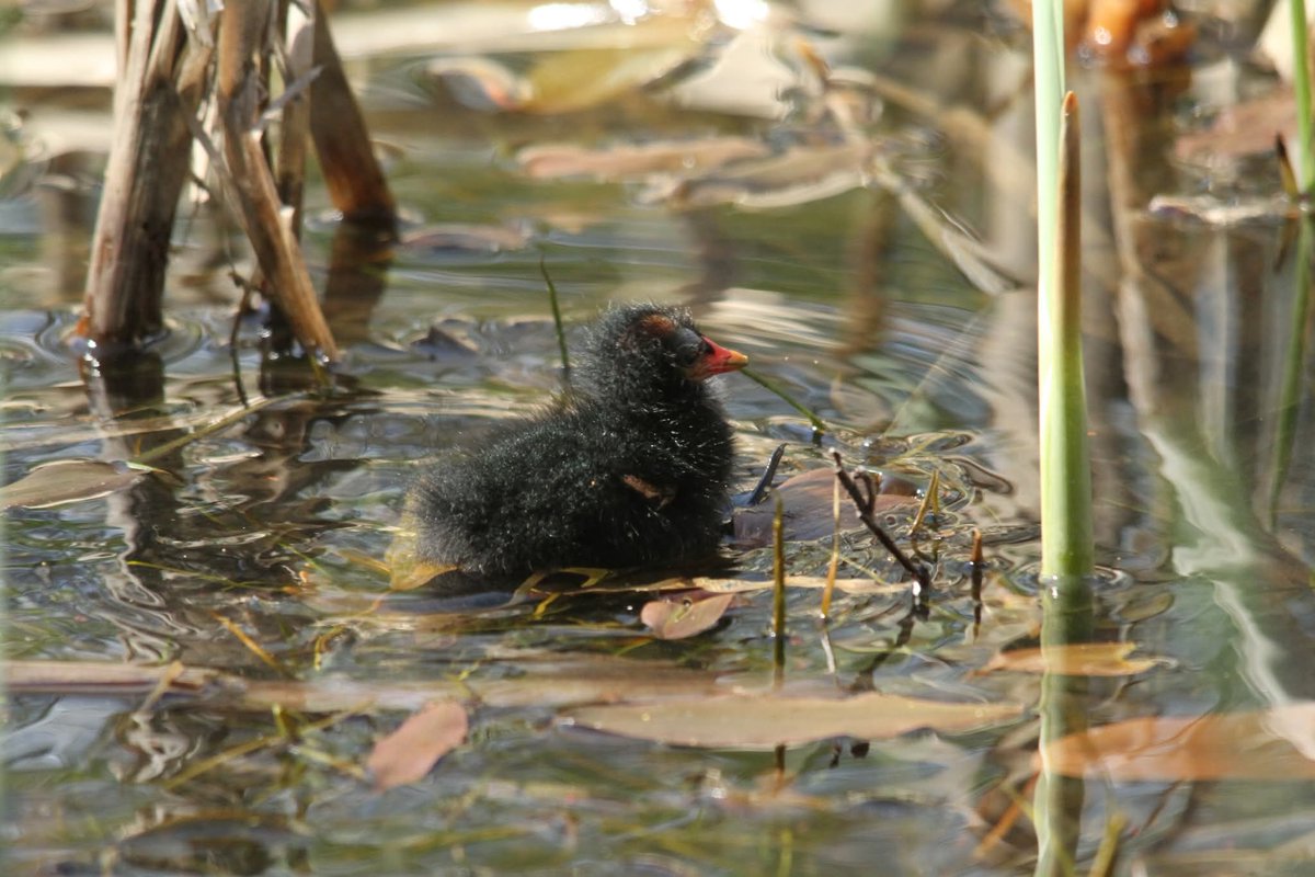 Friends of Wildern Local Nature Reserve tweet media