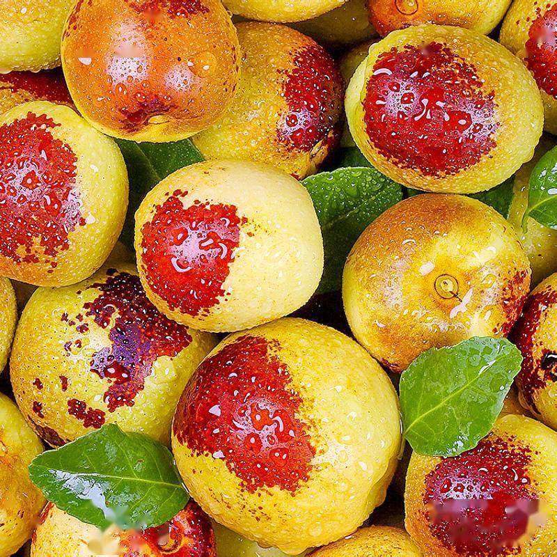 commando beer tweet media