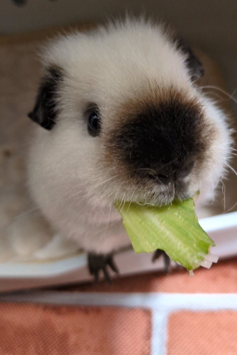 mmmooosus's tweet photo. よく鼻についてると言われる食べ物
ドバイチョンドゥククッキー(ドバイチョコもち) https://t.co/XaYqeyU8zW