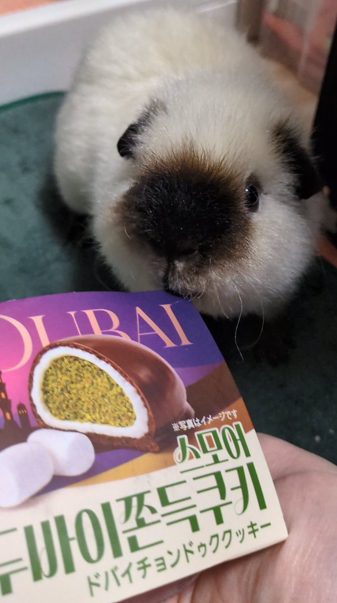 mmmooosus's tweet photo. よく鼻についてると言われる食べ物
ドバイチョンドゥククッキー(ドバイチョコもち) https://t.co/XaYqeyU8zW