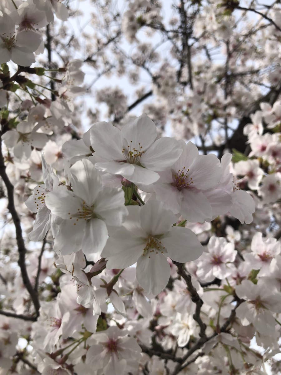 うたくん tweet media