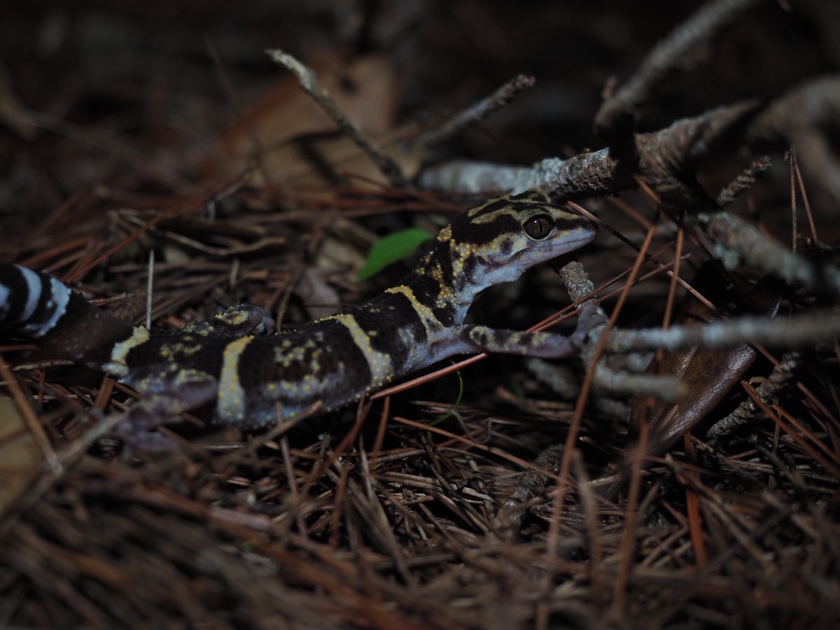 ビンタロちゃん tweet media