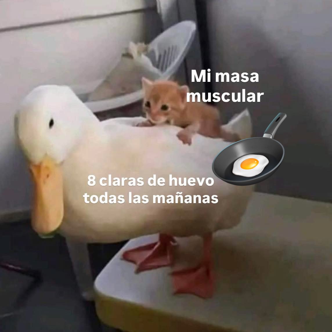 Memevers tweet media