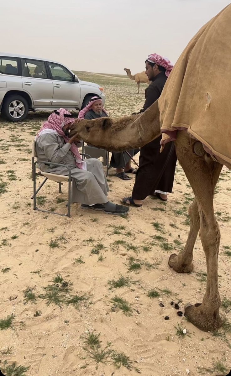 سياسي شرعي tweet media